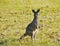 An Australian Kangoroo