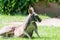 Australian Kangoroo resting in the grass