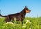 Australian Kelpie breed dog playing in the grass and swimming in the river