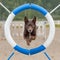 Australian Kelpie jumping over an agility hurdle