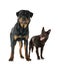 Australian Kelpie and rottweiler in studio