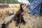 Australian kelpie sheep dog feeding puppies.