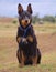 An Australian Kelpie waiting to work.