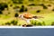 Australian kestrel Nankeen Kestrel, Falco cenchroides eating mouse