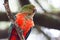 Australian King Parrot