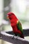 Australian King Parrot