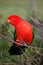 Australian King Parrot