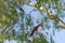 Australian King Parrot