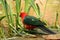 Australian King Parrot