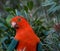 Australian king parrot