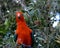 Australian king parrot Alisterus scapularis
