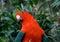 Australian king parrot Alisterus scapularis