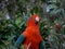 Australian king parrot Alisterus scapularis