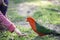 Australian king parrot feeding