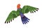 Australian King parrot flying with spread wings. Tropical bird with long tail. Exotic birdie with colorful feathers