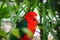 Australian King Parrot in green leaves blur. Bokeh.