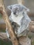 Australian koala bear adult female baby joey