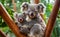 Australian koala bear with cute baby