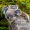 Australian koala bear native animal with baby and Greetings from Australia text