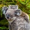 Australian koala bear native animal with baby and Happy Australia Day greeting