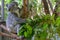 Australian koala bear sits comfortably in a branch fork and eats green leaves