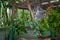 Australian koala bear sits comfortably in a branch fork and eats green leaves