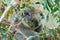 Australian koala bear sleeping on a branch of eucalyptus tree in Victoria, Australia.