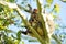 Australian koala climbing gum tree eating leaves wild and free