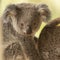 Australian koala joey