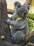 australian koala perched on a tree branch