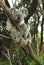 Australian koala sitting