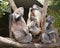 Australian Koalas