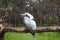 Australian Kookaburra