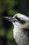 Australian Kookaburra