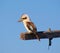 An Australian Kookaburra