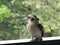 Australian Kookaburra