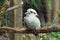 Australian Kookaburra