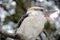 Australian Kookaburra