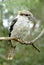 Australian Kookaburra