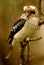 Australian Kookaburra