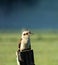 Australian Kookaburra Laughing Hans in Australia