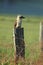 Australian Kookaburra Laughing Hans in Australia