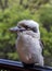 Australian Kookaburra on a Railing