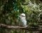 An Australian Kookaburra Sitting In The Sun