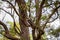 An Australian Kookaburra Sitting On A Tree Branch