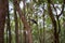 An Australian Kookaburra Sitting On A Tree Branch