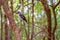 An Australian Kookaburra Sitting On A Tree Branch