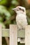 Australian kookaburra on a Sydney garden fence