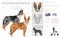 Australian koolie clipart. Different poses, coat colors set