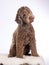 Australian labradoodle portrait